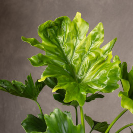 Filodendron 'Little Hope' | Tomaszewski