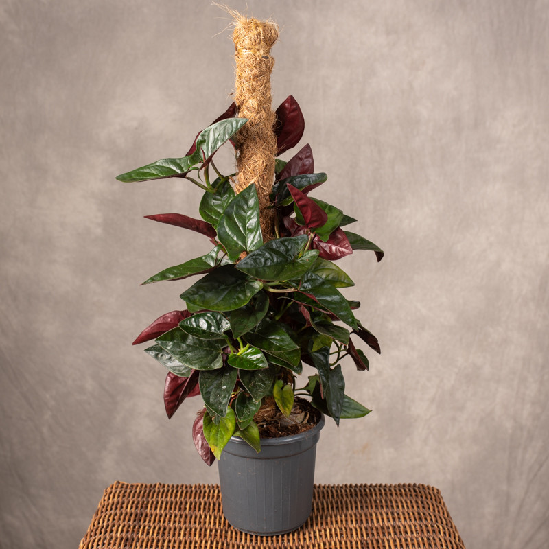 Syngonium 'Red Arrow' | Na...