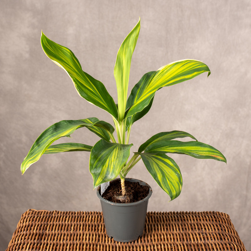 Kordylina 'Vanilla Queen'