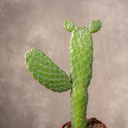 Opuncja rubescens | Tomaszewski