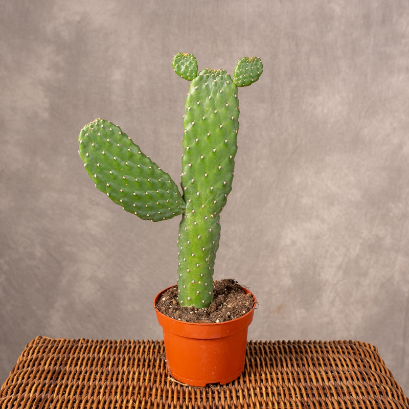 Opuncja rubescens