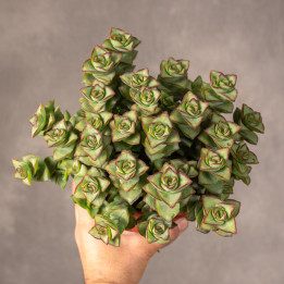 Grubosz 'Perforata'
