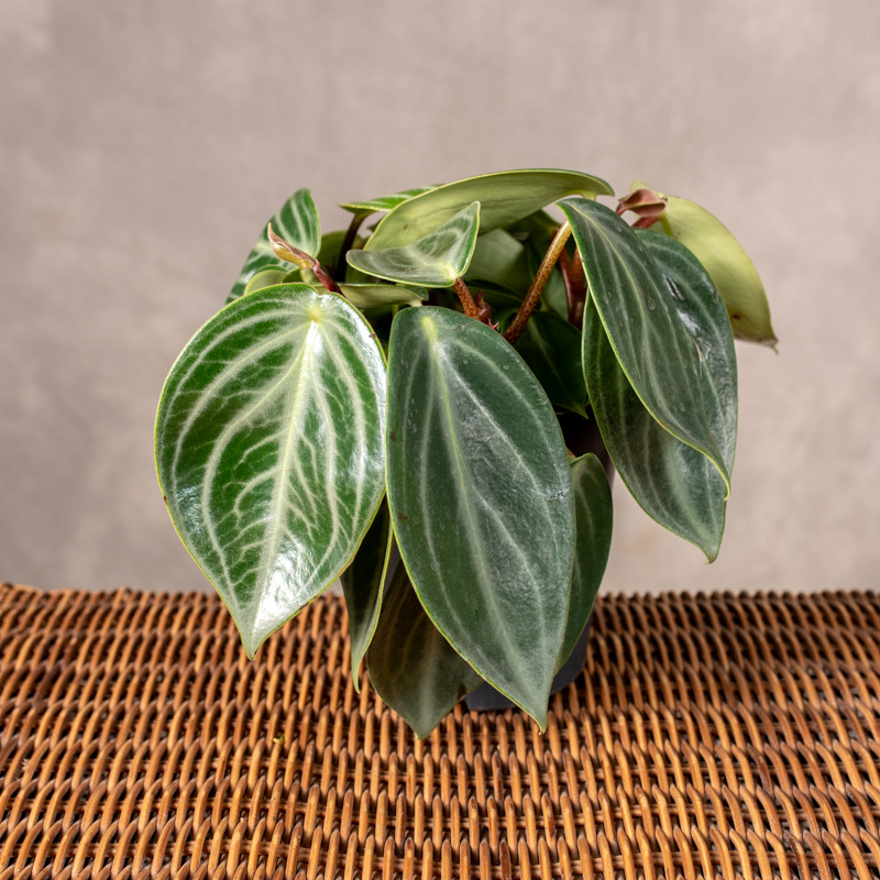 Peperomia 'Sarcophylla'