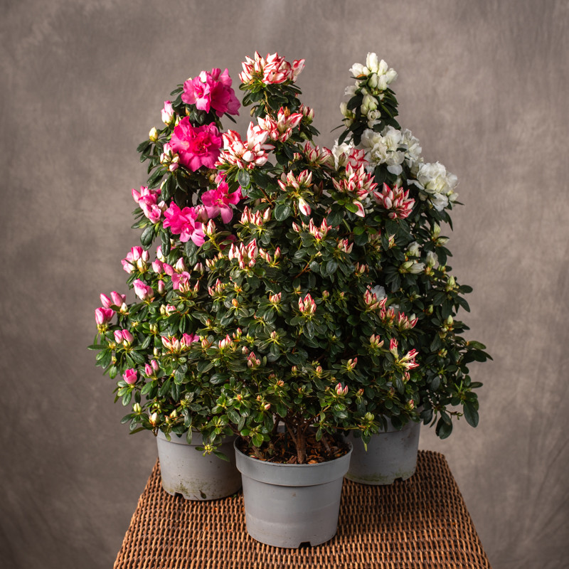 Azalia 'Piramida' MIX kolorów