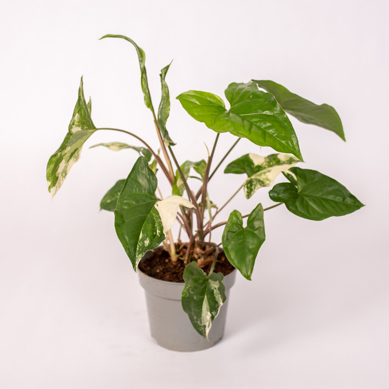 Syngonium 'Emerald Gem'| Mały