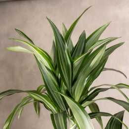 Dracena 'Ulises' 3 Pędy | Tomaszewski
