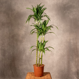 Dracena 'Ulises' 3 Pędy | Tomaszewski