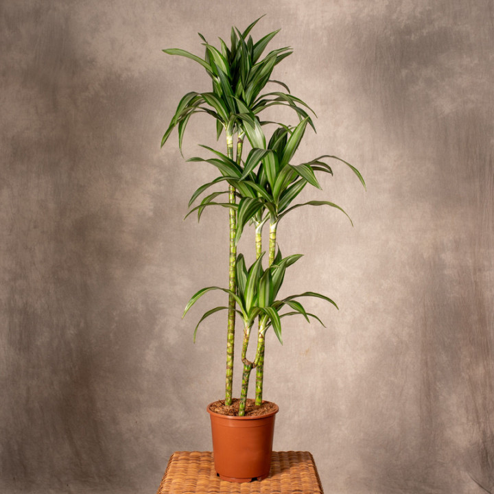 Dracena 'Ulises' 3 Pędy | Tomaszewski