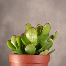 Grubosz 'Portulaca' | Tomaszewski
