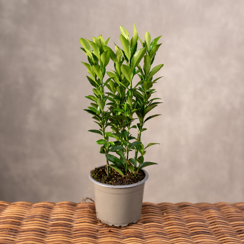 Trzmielina 'Green Spire' |...