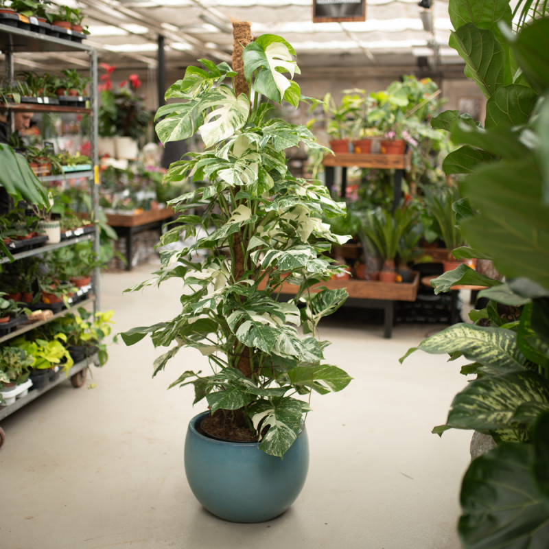 Monstera 'Variegata' | Na pniu