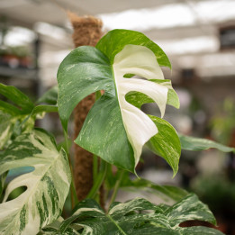 Monstera 'Variegata' | Tomaszewski