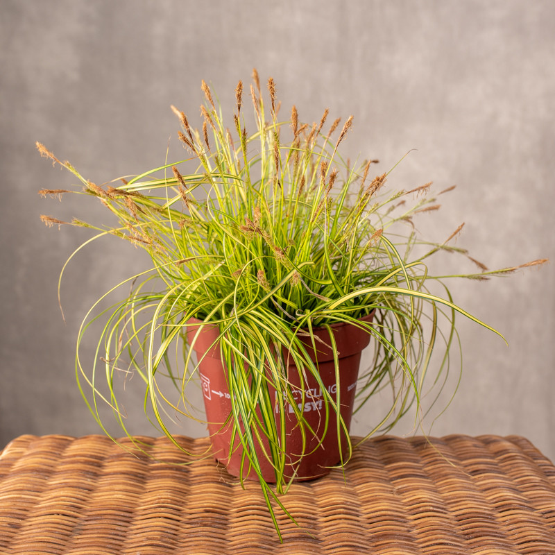 Turzyca oszimska 'Evercolor'