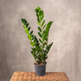 Zamiokulkas | Zamioculcas zamiifolia | Mała sadzonka
