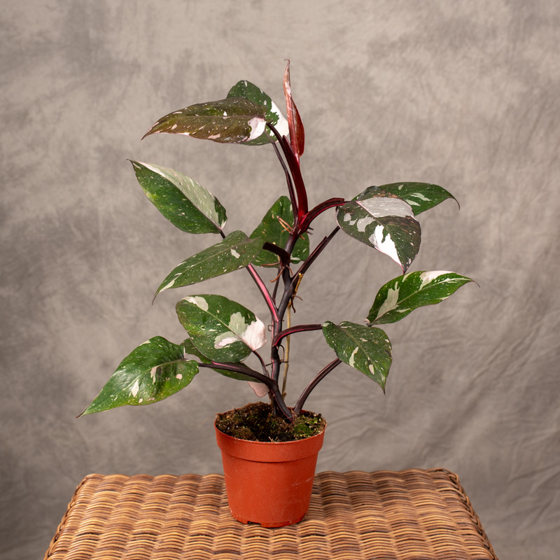 Filodendron 'Red Anderson'