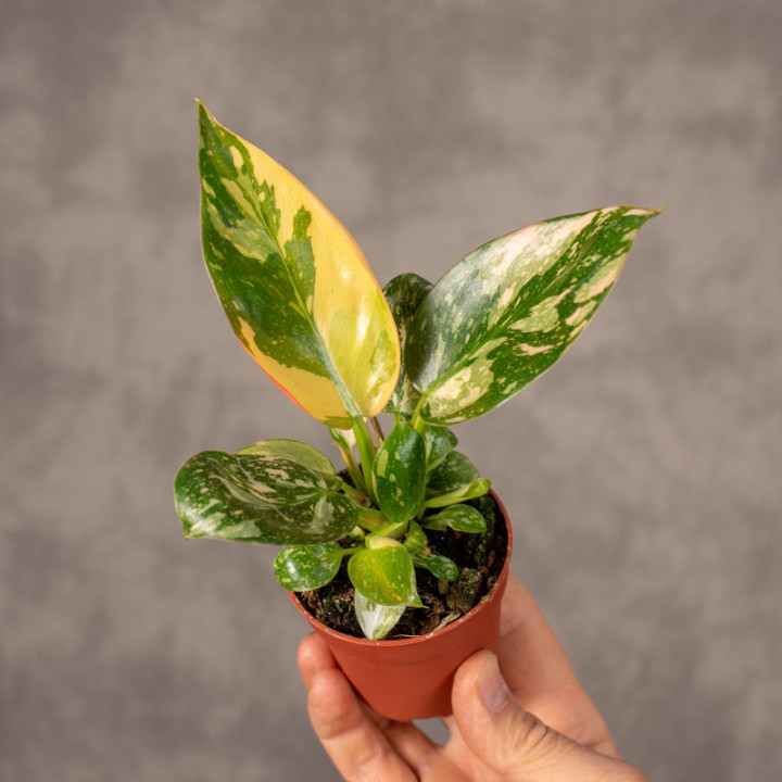 Filodendron 'Green Congo' Variegata | Tomaszewski
