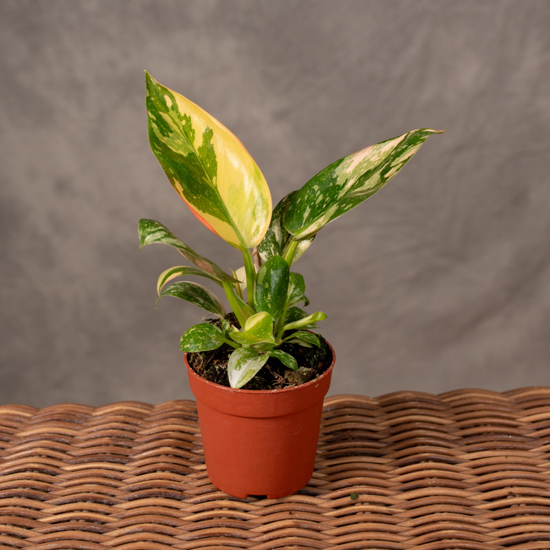 Filodendron 'Green Congo'...