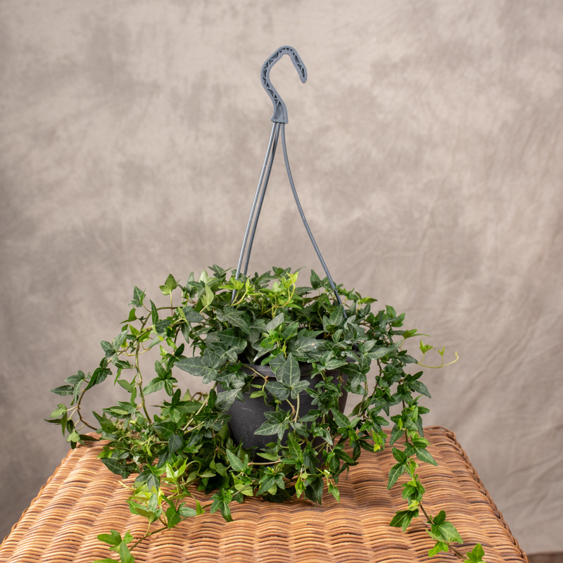 Bluszcz hedera 'Shamrock' |...