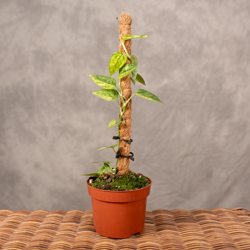Epipremnum Pinnatum 'Yellow...
