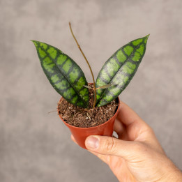 Hoja callistophylla 'Black Cat' | Tomaszewski