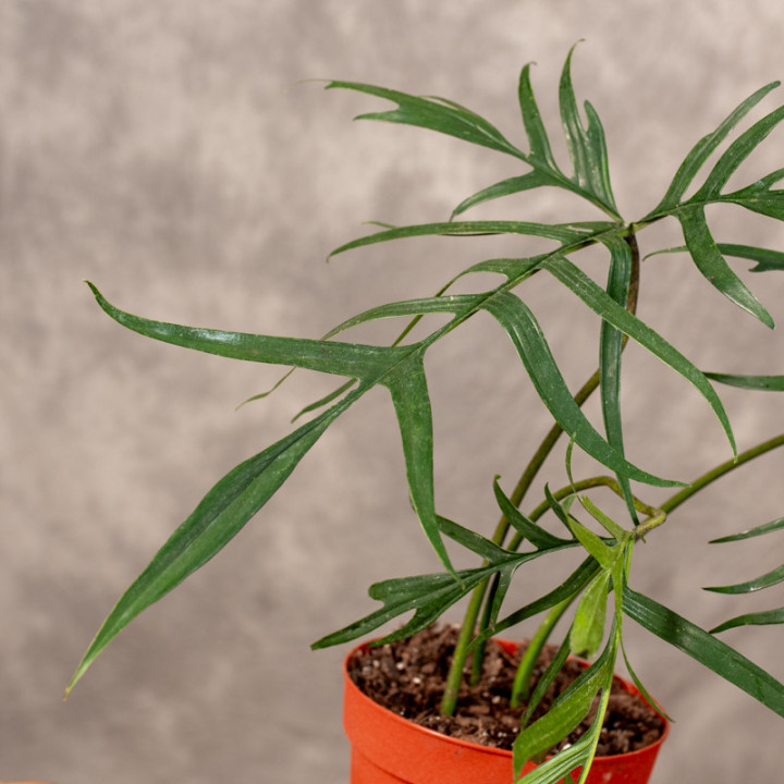 Filodendron 'Polypodiodes' | Tomaszewski