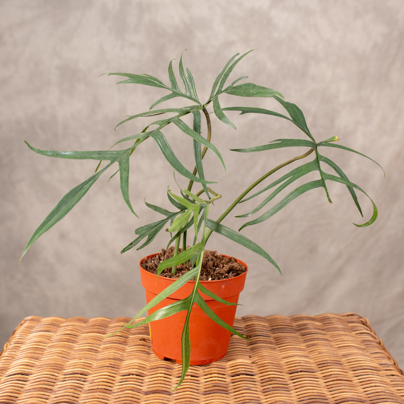 Filodendron 'Polypodiodes'