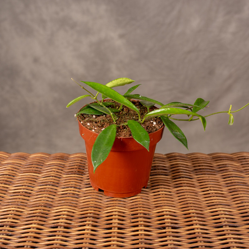 Hoja 'Stonea'