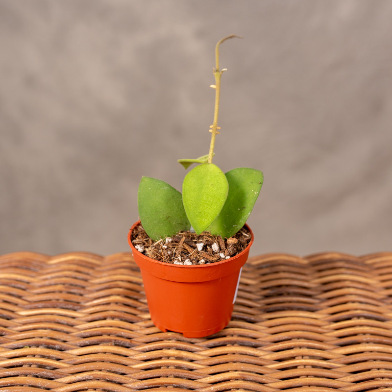 Hoja 'Nummularioides' | Mini