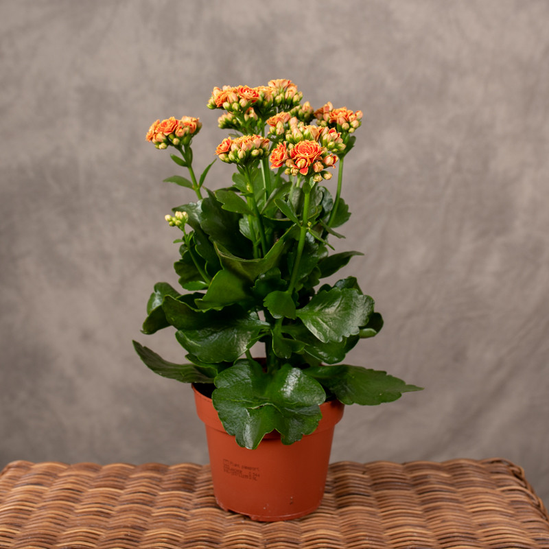 Kalanchoe 'Sunny Orange'
