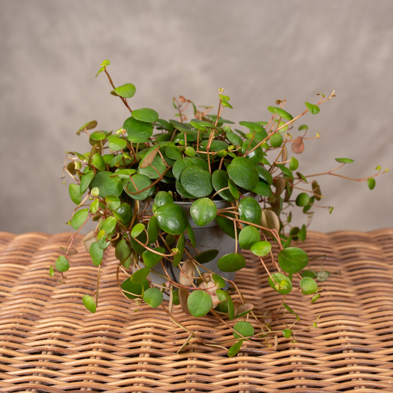 Peperomia prostrata...