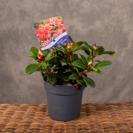 Rododendron 'Scarlet Wonder' | Tomaszewski