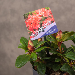 Rododendron 'Scarlet Wonder' | Tomaszewski