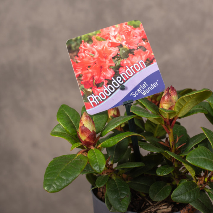 Rododendron 'Scarlet Wonder' | Tomaszewski