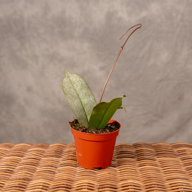 Hoja 'Mitrata Silver' | Mała