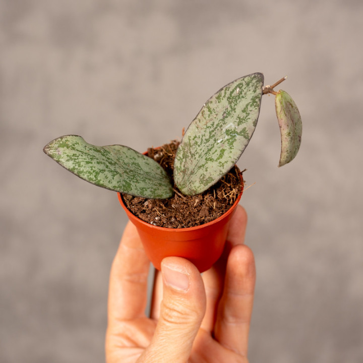 Hoja 'Sigillatis Silver' | Tomaszewski