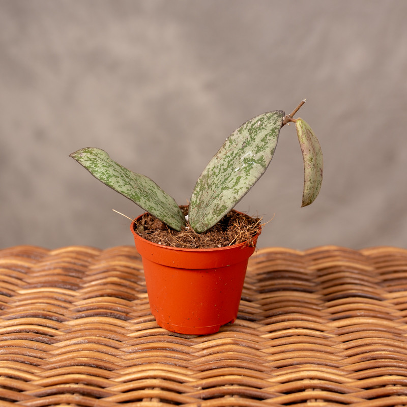Hoja 'Sigillatis Silver' |...