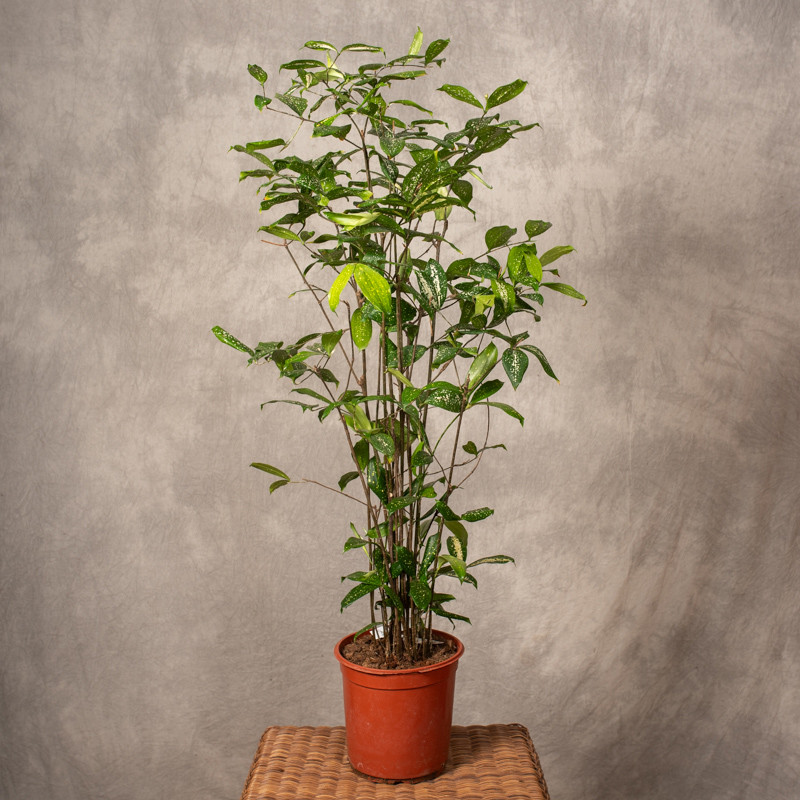 Dracena 'Florida Beauty' |...