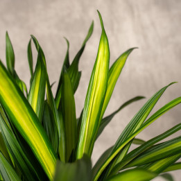 Dracena 'Riki' | Tomaszewski