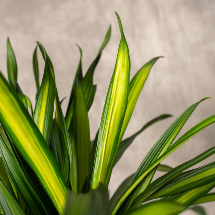 Dracena 'Riki' | Tomaszewski