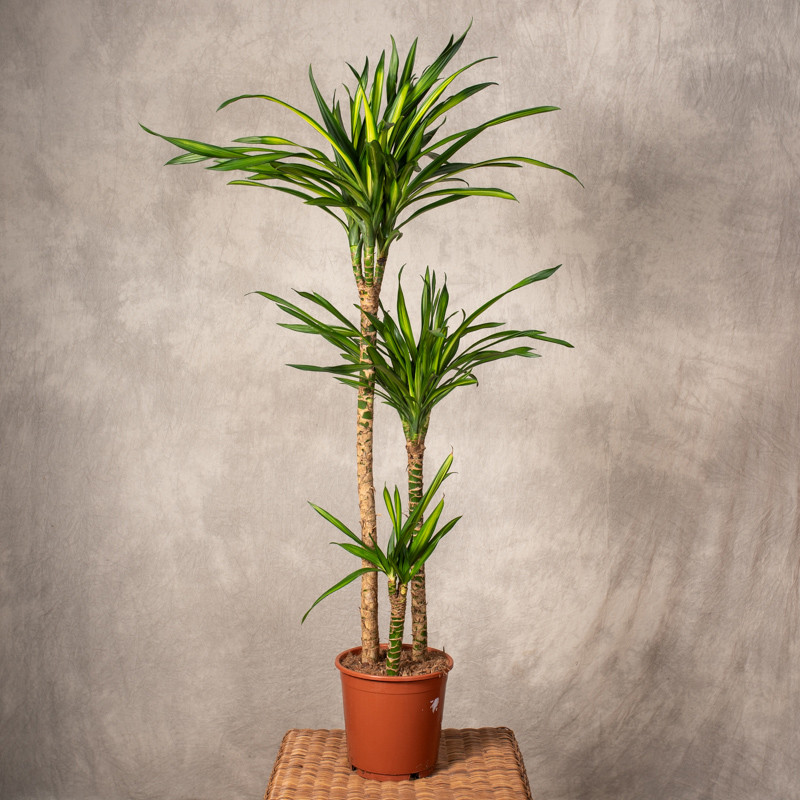 Dracena 'Riki' | Duża