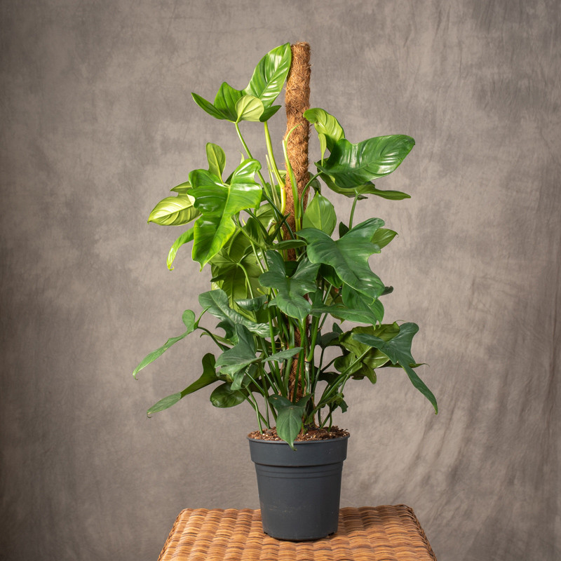 Filodendron pedatum na pniu...