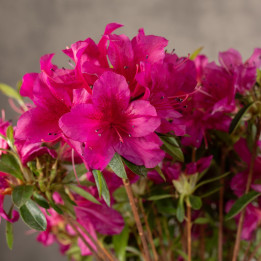 Rododendron 'Encore Autumn' | Tomaszewski