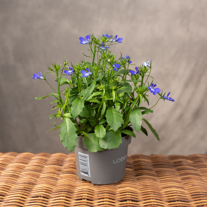 Lobelia 'Purple Star' | Mała