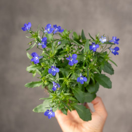 Lobelia 'Purple Star' | Mała
