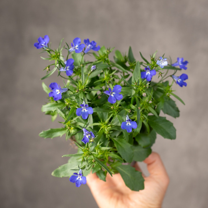 Lobelia 'Purple Star' | Mała