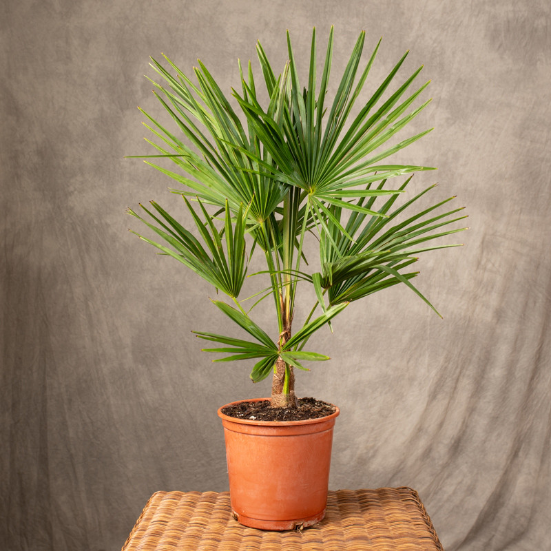 Palma Trachycarpus |...