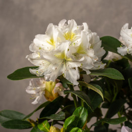 Rododendron 'Cunningham's White' | Tomaszewski