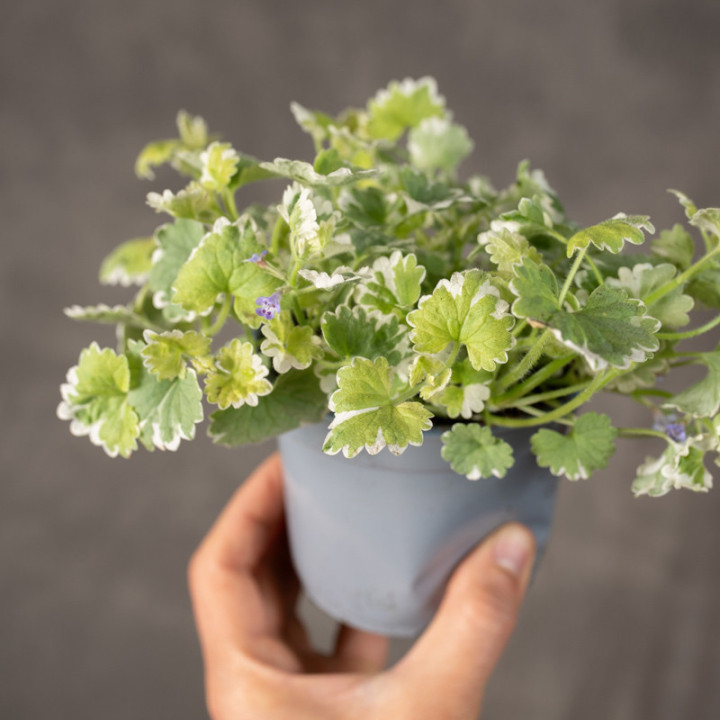 Bluszczyk kurdybanek 'Variegata'