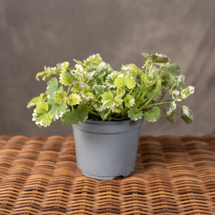 Bluszczyk kurdybanek 'Variegata'