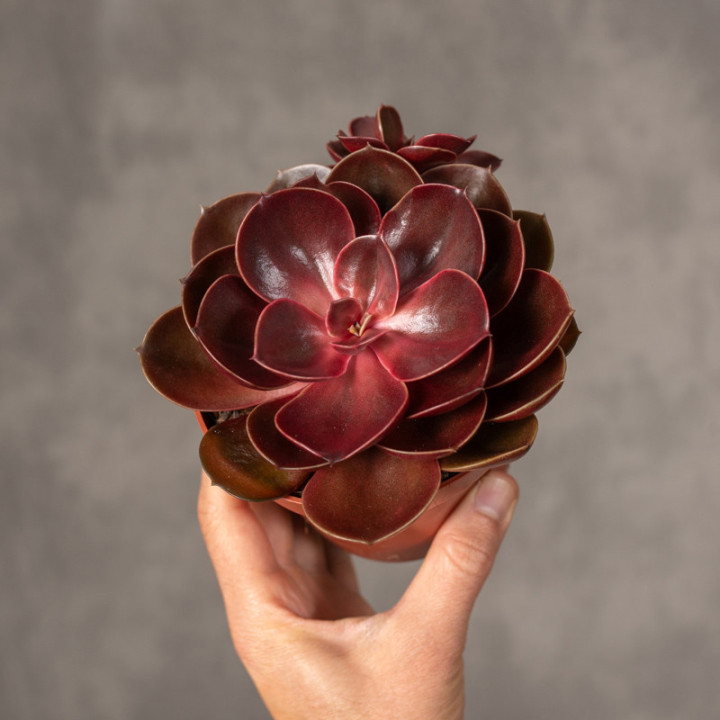 Eszeweria 'Red Ruby' | Tomaszewski